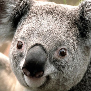 Meet your Posher, Molly